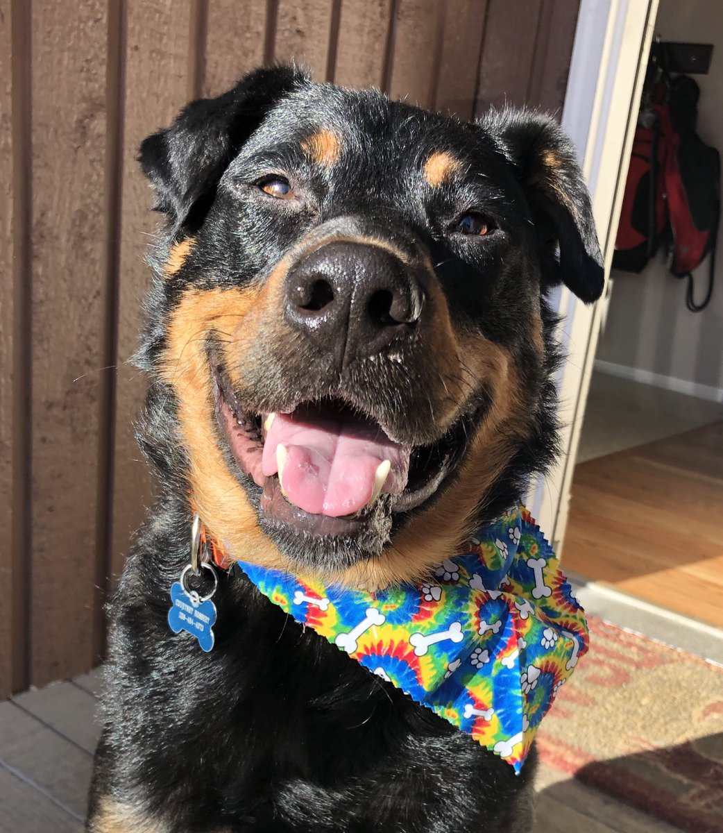 CourtneyBossert's tweet photo. #pride pup!
If the world loved each other as unconditionally just like a dog the world would be a happier place. πππΎ
#rykerbeans #doglife #gooddog #rescuepup #pnwdog #pawsome #muttsquad #muttigree #muttlover
#TurnUpTheLove #LoveisLove https://t.co/BRqJSgjscy