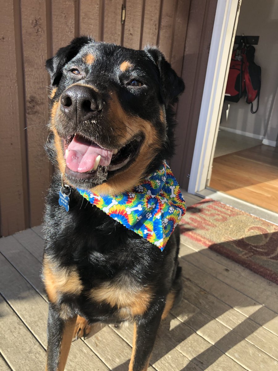 CourtneyBossert's tweet photo. #pride pup!
If the world loved each other as unconditionally just like a dog the world would be a happier place. πππΎ
#rykerbeans #doglife #gooddog #rescuepup #pnwdog #pawsome #muttsquad #muttigree #muttlover
#TurnUpTheLove #LoveisLove https://t.co/BRqJSgjscy