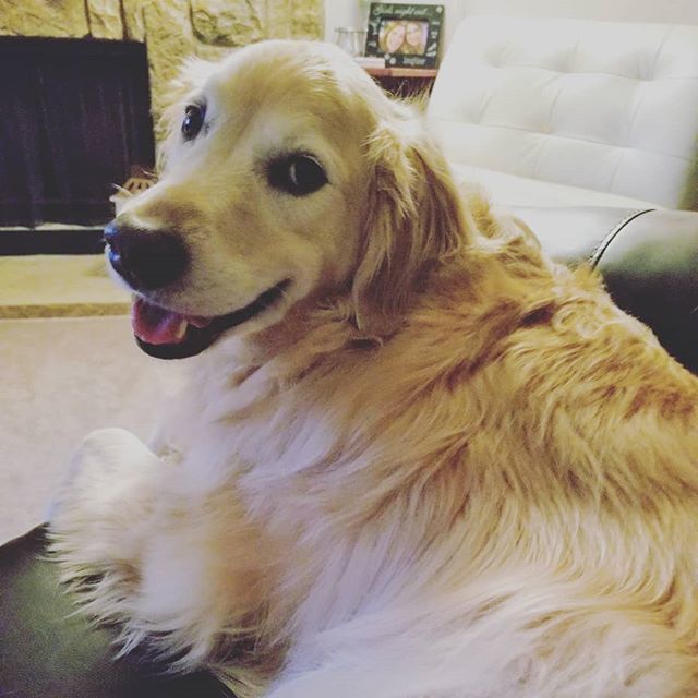 AmberButBetter's tweet photo. My precious boy, Sage, is 10!! 😳 I can't believe it, and neither can he. He's got some stiffness and aches but mostly he's still all puppy! #goldensofinstagram https://t.co/BOqtpSGgB4 https://t.co/sSmLmc09zz