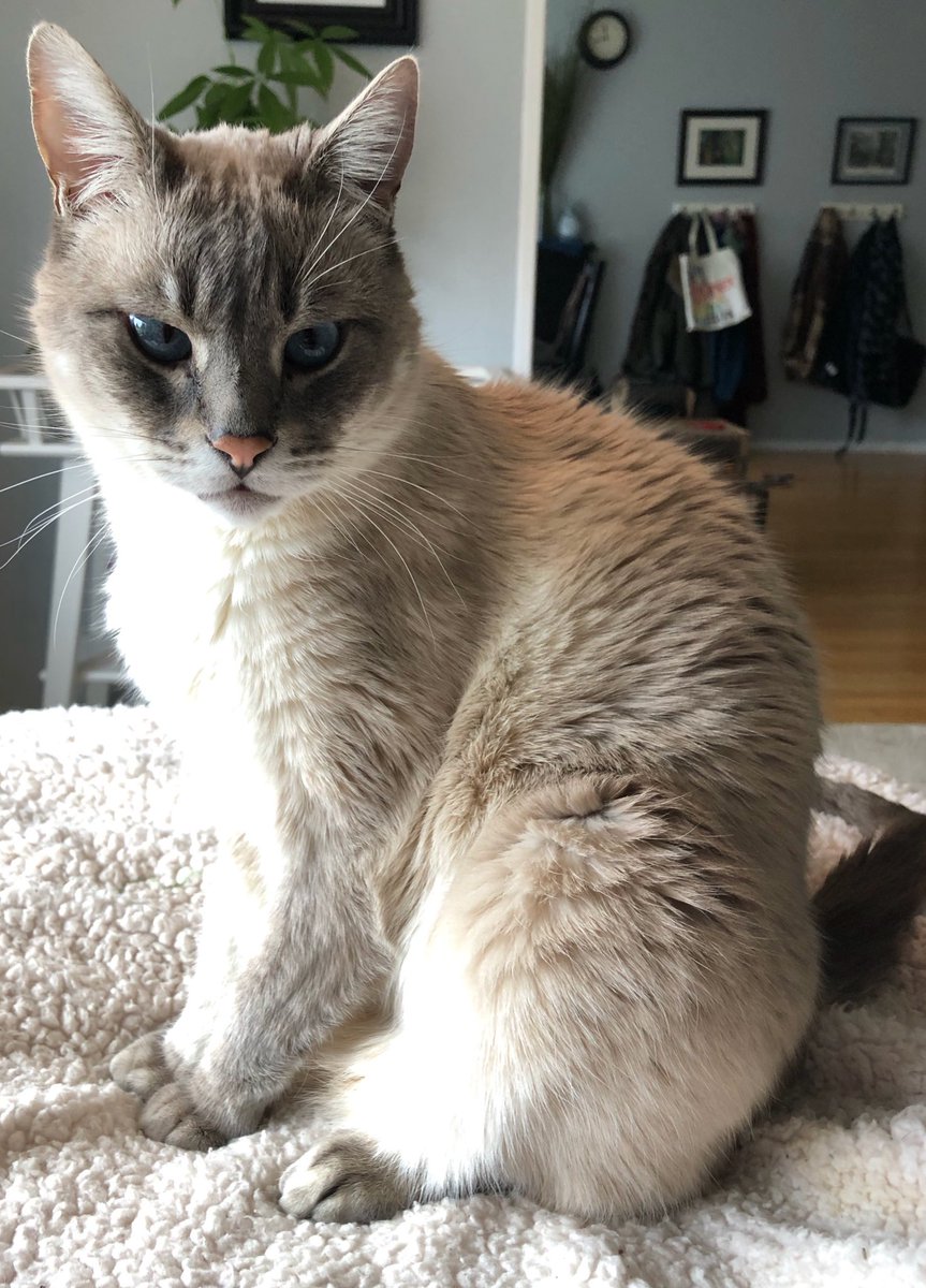 creepycutemorg1's tweet photo. My nemesis is a cat named Theo. My wife’s cat to be exact. Most days we coexist, but I’m pretty sure he’s just counting down the days till he can off me. #murderinhiseyes #siamese #catstagram #cutebutevil #ilovehim https://t.co/1delpvfmwA