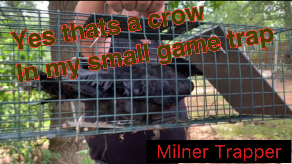 MilnerMerchant's tweet photo. I set the single door trap out and I trapped a crow. Look this goes to show you that in a survival situation these traps will put meat in your belly. #BirdTrap #crow #SmallGameTrap #MilnerTrapper #Georgia #TrappingLife #CageTrap 
https://t.co/vGEHdqAm9f https://t.co/kwdEz0lL8o