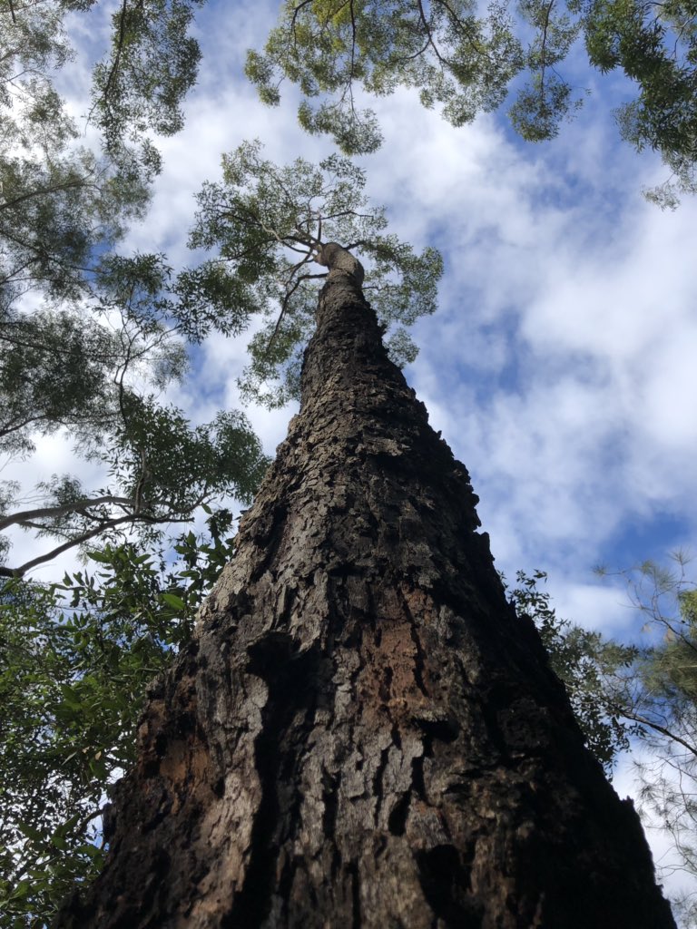 DLClough's tweet photo. Preaching @PittStUniting today was the final event of the month-long Australasian branch of #OnAnimalsOnTour. I’m deeply grateful to all my hosts in Brisbane, Auckland, Dunedin, Wellington, Melbourne, and Sydney, and leave excited about the new conversations &amp; partnerships begun https://t.co/eGF2NCusUD