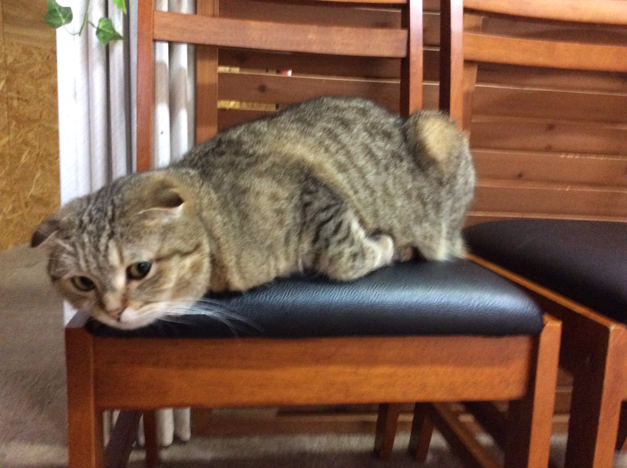 小田原猫カフェねこのいえ Espoirkk Twitter