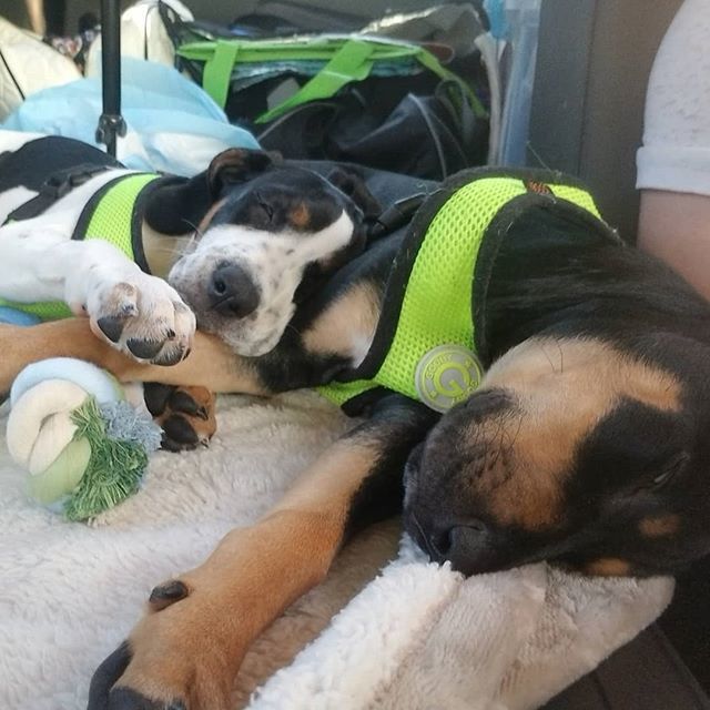 dentedgrit's tweet photo. And so a new chapter begins #enjoythelittlethings #coonhounds #puppies # carnaps #anewchapter https://t.co/Q2npETuKnp https://t.co/MVPt3WeK9g