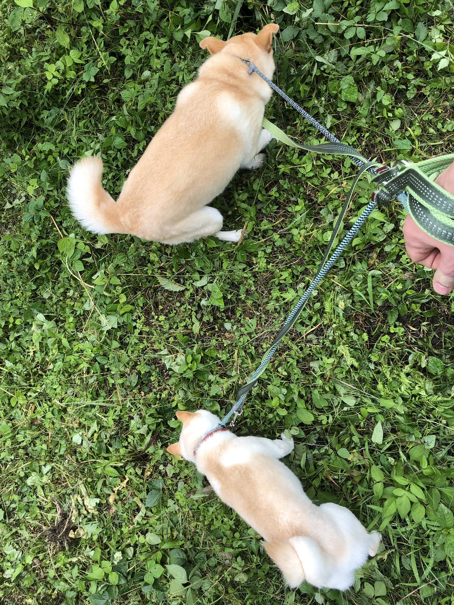 pixel_tera's tweet photo. Exploring freshly cut grass #dog #shiba #labrador #mix #cute #instadog #mameshiba #犬 #芝 #豆柴 #ラブ #ミックス #雑種 https://t.co/pBn8zKlMxn