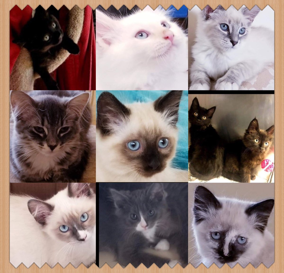 CAsaveakitty's tweet photo. Save A Kitty has the most wonderful kitties.  We will be at the Petco in West Hollywood, tomorrow July 30th from 12-3:30.  If you’re looking to add a wonderful feline member to your family, please swing by to fill out an application. https://t.co/5gVEm14DaA