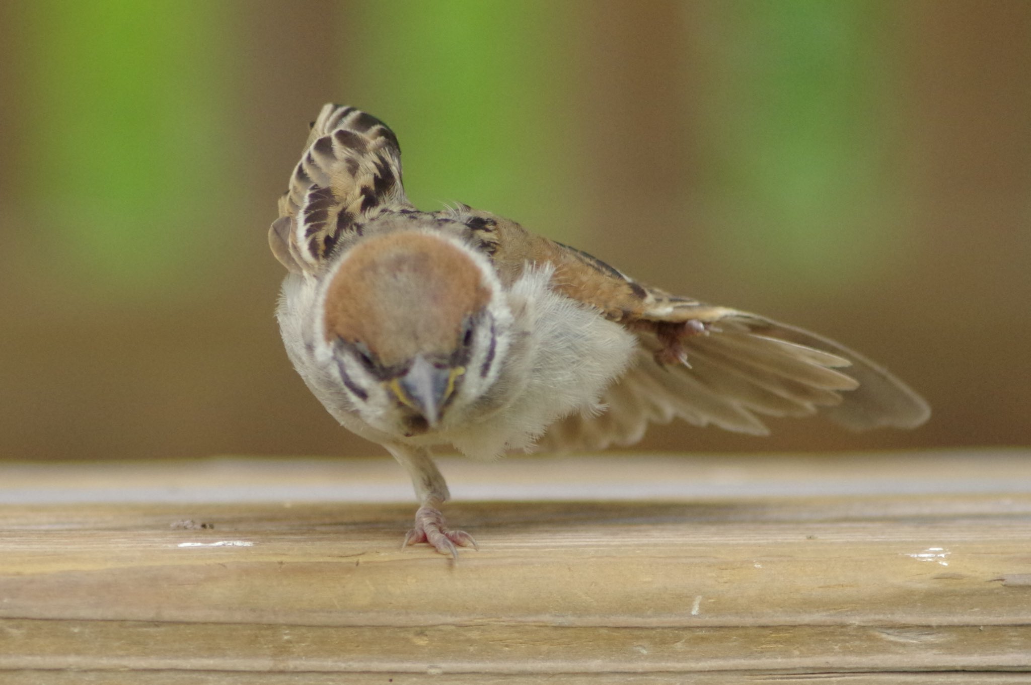 スズメ FNer-k-UYAI7Zbo.jpg