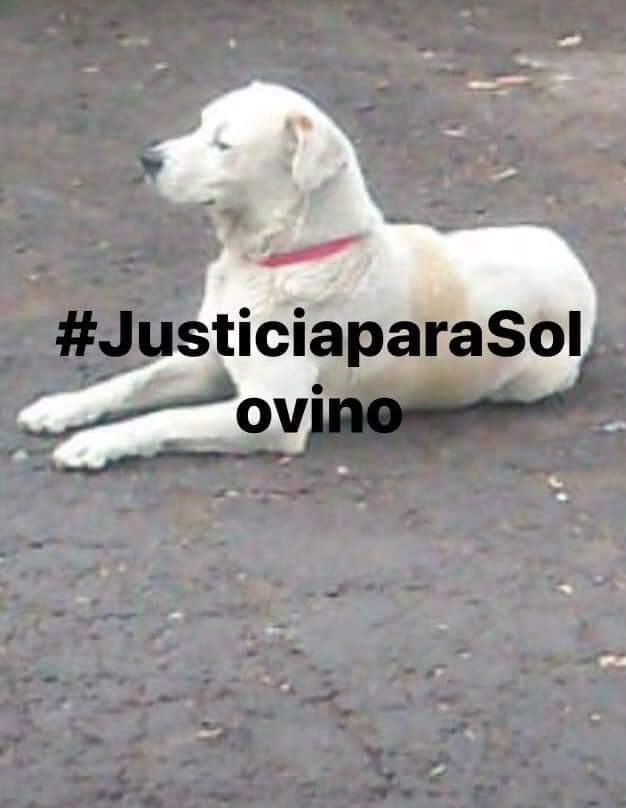 perrososmx's tweet photo. 🆘 🚨 #JusticiaparaSolovino #RTs pandilleros lo mataron #29Jun2019 @MContrerasCDMX @poderAGMC @MarianimaLOVERS  @mtz_tt @iztalccihuatl @norahdi66  @misslagunera @EEYYYAA @acano52 @SOSsalchichas @diana_dfc @mariluzza @JerrxG13  @JMRivaPalacio @_PatriciaAnaya https://t.co/DyVn4rvCcj