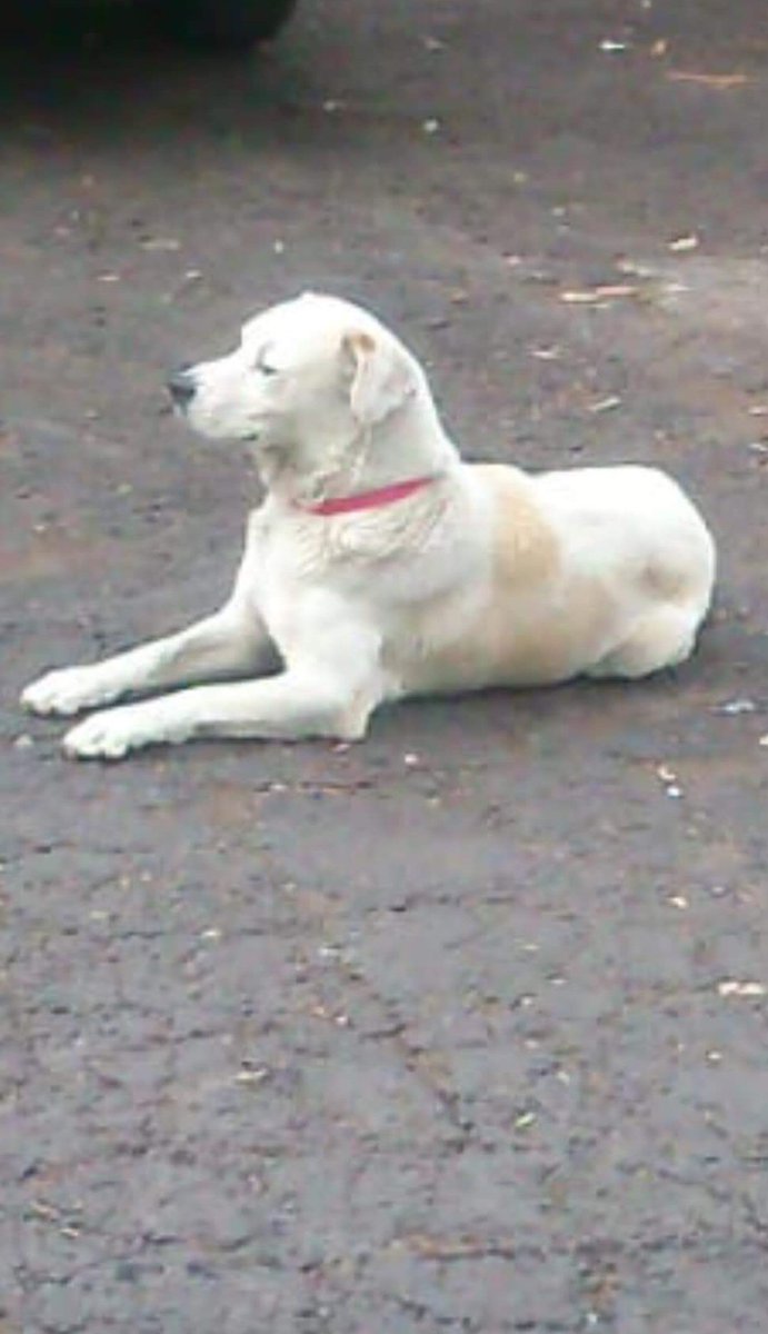 perrososmx's tweet photo. 🆘 🚨 #JusticiaparaSolovino pandilleros lo mataron #29Jun2019 @MContrerasCDMX @poderAGMC @MarianimaLOVERS  @mtz_tt @iztalccihuatl @norahdi66  @misslagunera @EEYYYAA @acano52 @SOSsalchichas @diana_dfc @mariluzza @JerrxG13  @JMRivaPalacio @_PatriciaAnaya  https://t.co/eCCLMMDEP0 https://t.co/JgwHqfHzlq