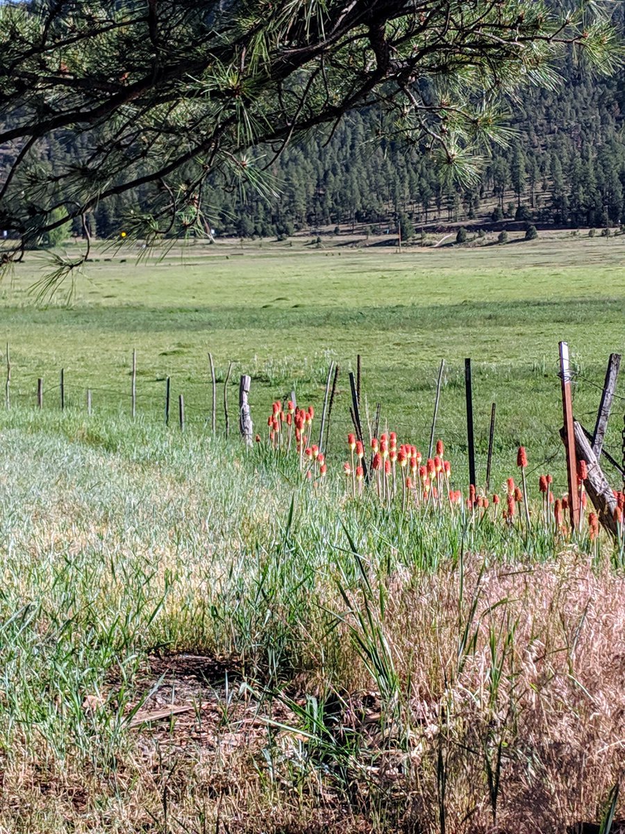 MrsJenNusbaum's tweet photo. Spikey, hairy, crawling, growing. Mostly-mindful morning musings from #alpineaz. #mostlymindful https://t.co/DHeDrtdPf7