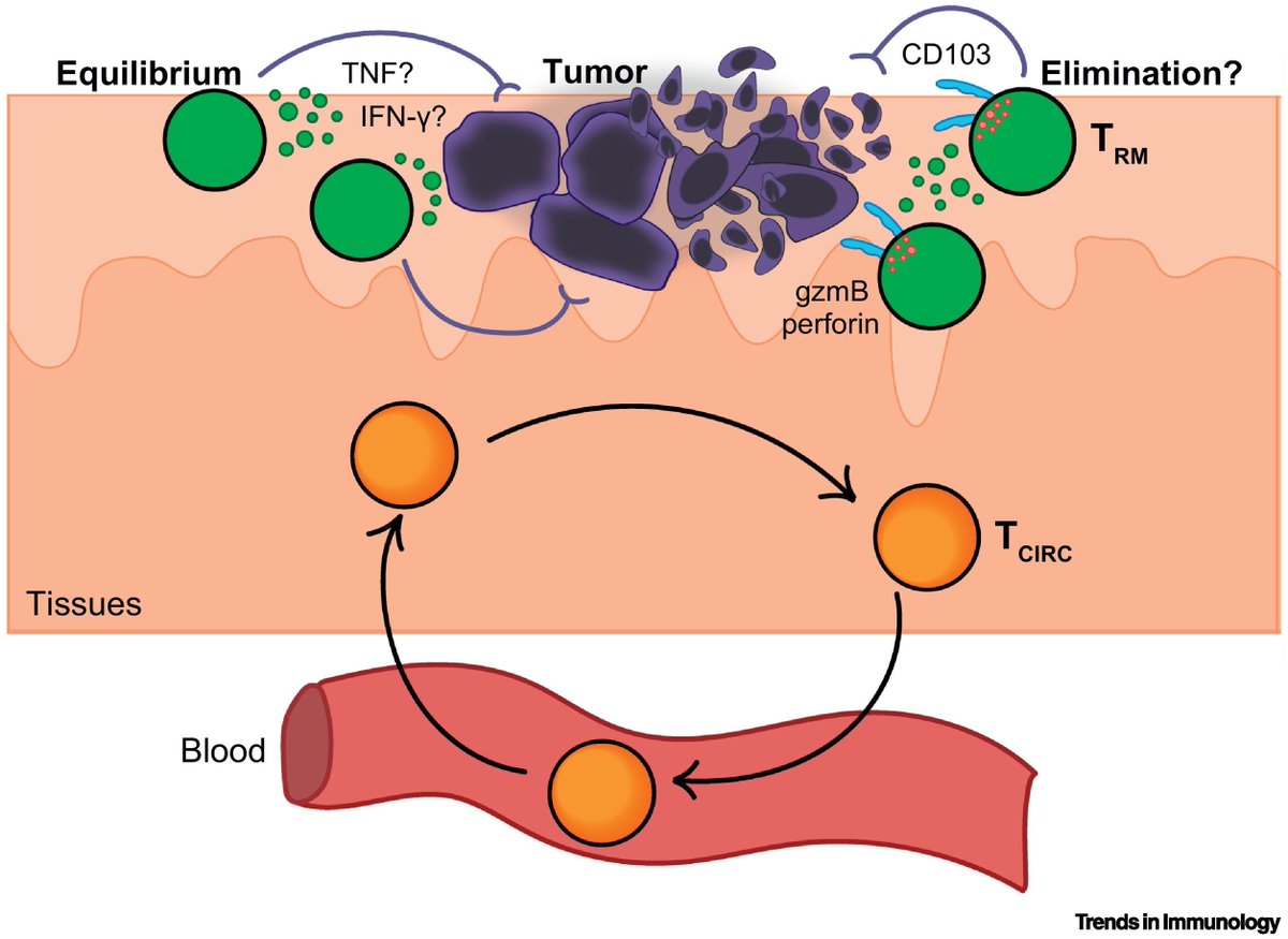 mmw_lmw's tweet photo. #TissueResident #Memory_T_Cells | in Cancer Immunosurveillance | Laura Mackay @ThePeterDoherty @TrendsImmuno https://t.co/sMq7lR8JbO https://t.co/6UInluJE8m
