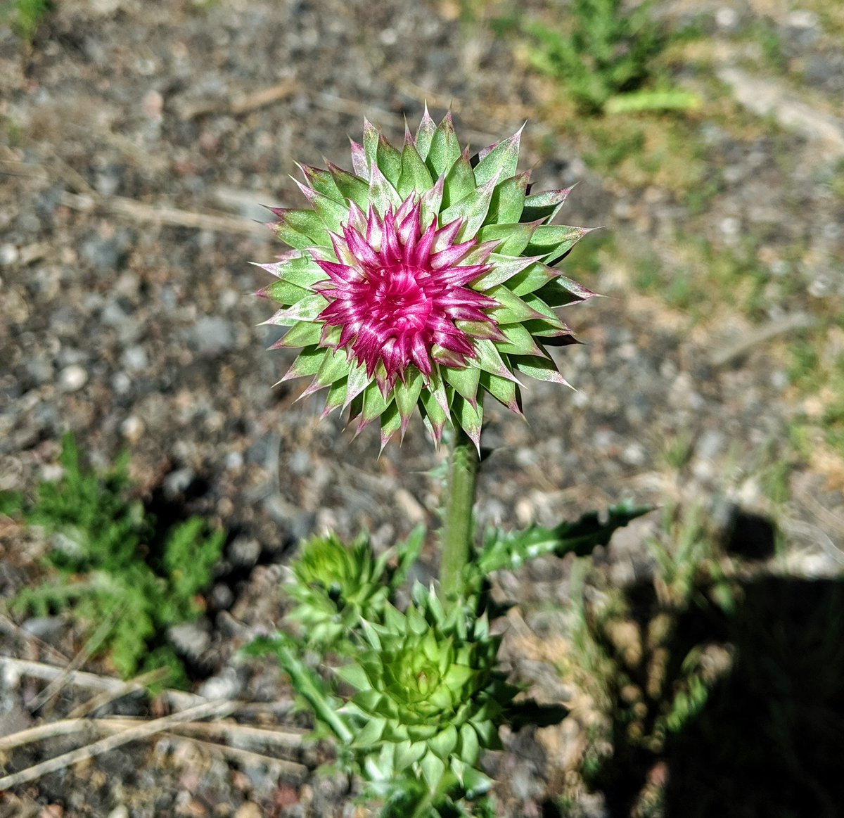 MrsJenNusbaum's tweet photo. Spikey, hairy, crawling, growing. Mostly-mindful morning musings from #alpineaz. #mostlymindful https://t.co/DHeDrtdPf7
