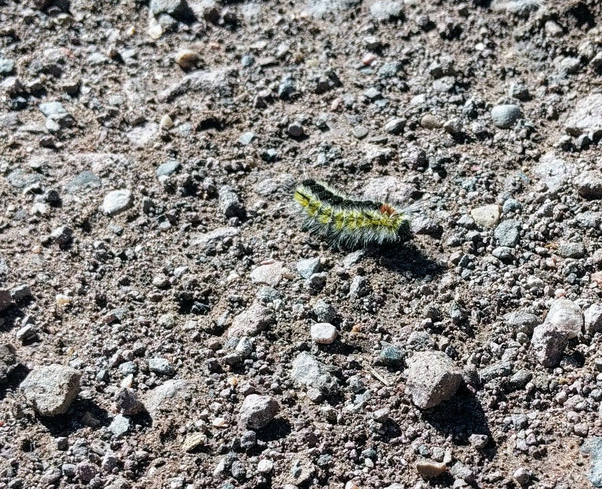 MrsJenNusbaum's tweet photo. Spikey, hairy, crawling, growing. Mostly-mindful morning musings from #alpineaz. #mostlymindful https://t.co/DHeDrtdPf7