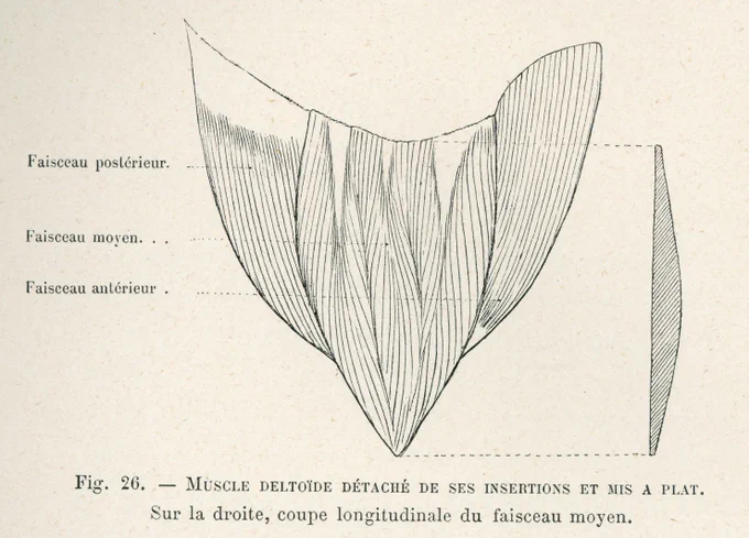 130年前に描かれたリシェの図をよく用いているのは、解剖所見と一致しているから。観察すると本当にそうなっている。現代の教科書は、解剖未体験の著者らが伝言ゲームをした結果、正確さを欠く。進行中のリシェ本は、『新編』を含むほぼ全ての図を網羅予定。ただし『新編』の方は後発になるかも。 