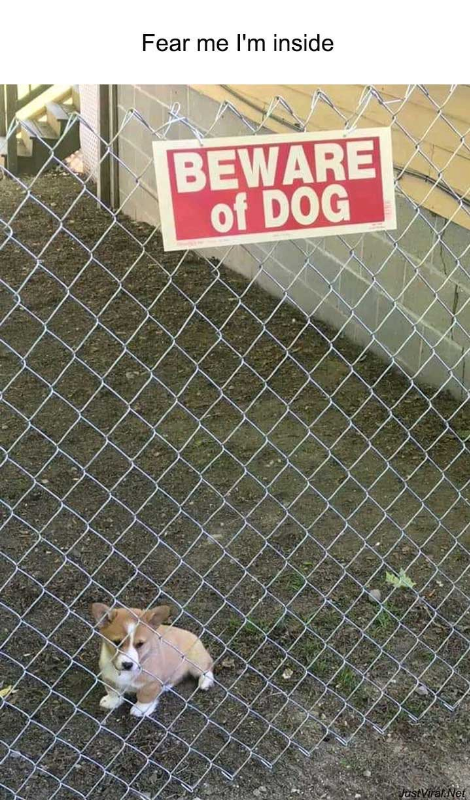 justviralnet's tweet photo. 48 Times Internet Has Shared The Best Animal Pictures That Are Absolutely Hilarious - https://t.co/zki4wYPHTR https://t.co/ctN64HAZfr https://t.co/I937Xin3BX