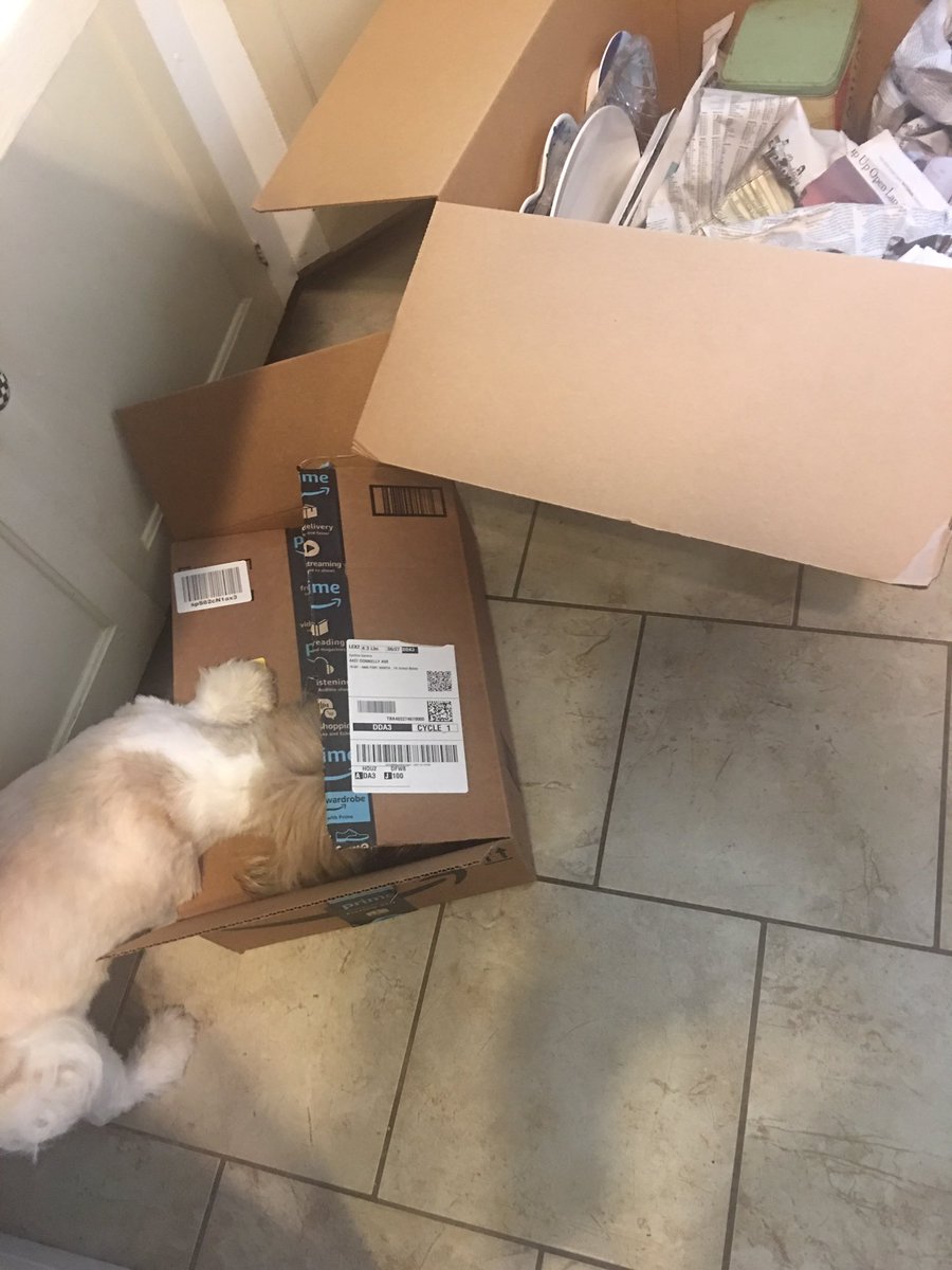 AdorableButters's tweet photo. Helping her pack. https://t.co/RV0Lj2sP0J