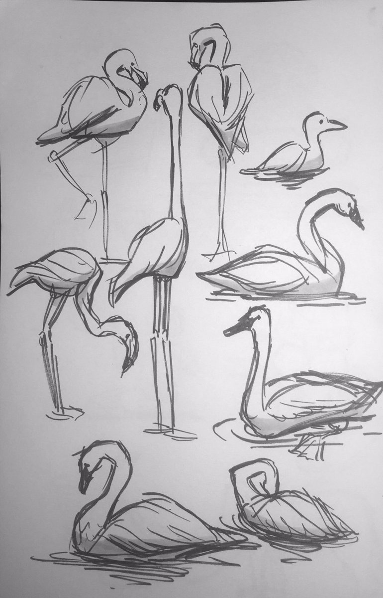 Sketches from my zoo trip today - it did wonders for my mood <3 