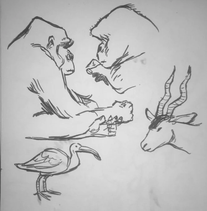 Sketches from my zoo trip today - it did wonders for my mood <3 