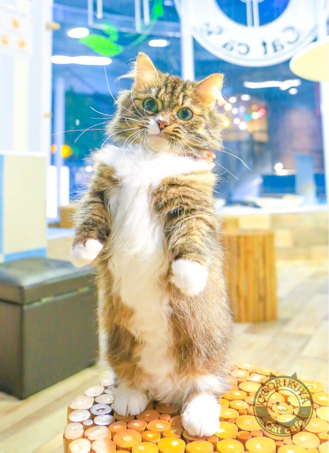 猫喫茶 空陸家 新小岩店 全国の猫さんスポットや猫豆知識紹介の 猫スポ
