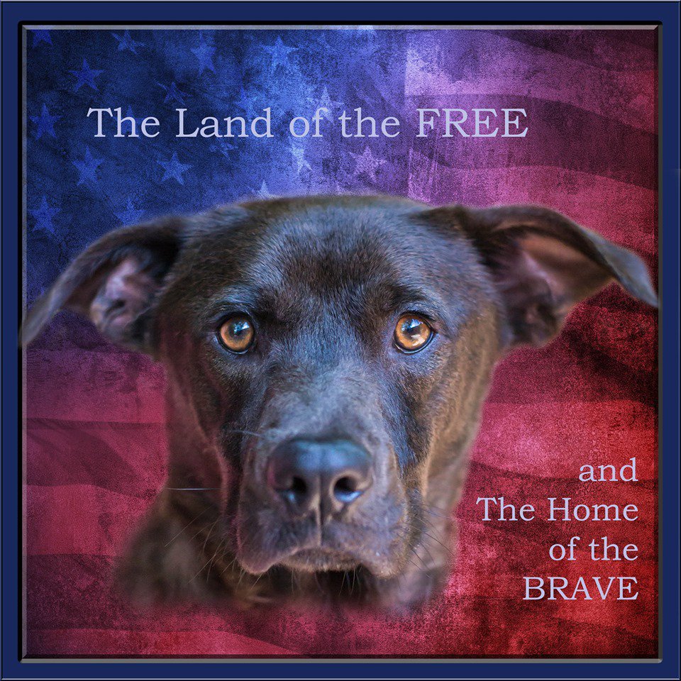 FOTAbatonrouge's tweet photo. Handsome Jake is getting ready for Independence Day. Come meet this good boy at the Dog Adoption House! #Murica #FOTABR #AdoptJake 🇺🇸 https://t.co/CjxsrVYstG