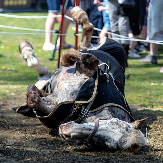 Hope everyone is having a wonderfully lazy Sunday!  Apollo and his brother Harry are having a day in the field today getting as mucky as possible and just loving life.  #welldeservedrest

If we can learn just one thing from horses I think it's to embra… ift.tt/2RKoNsc