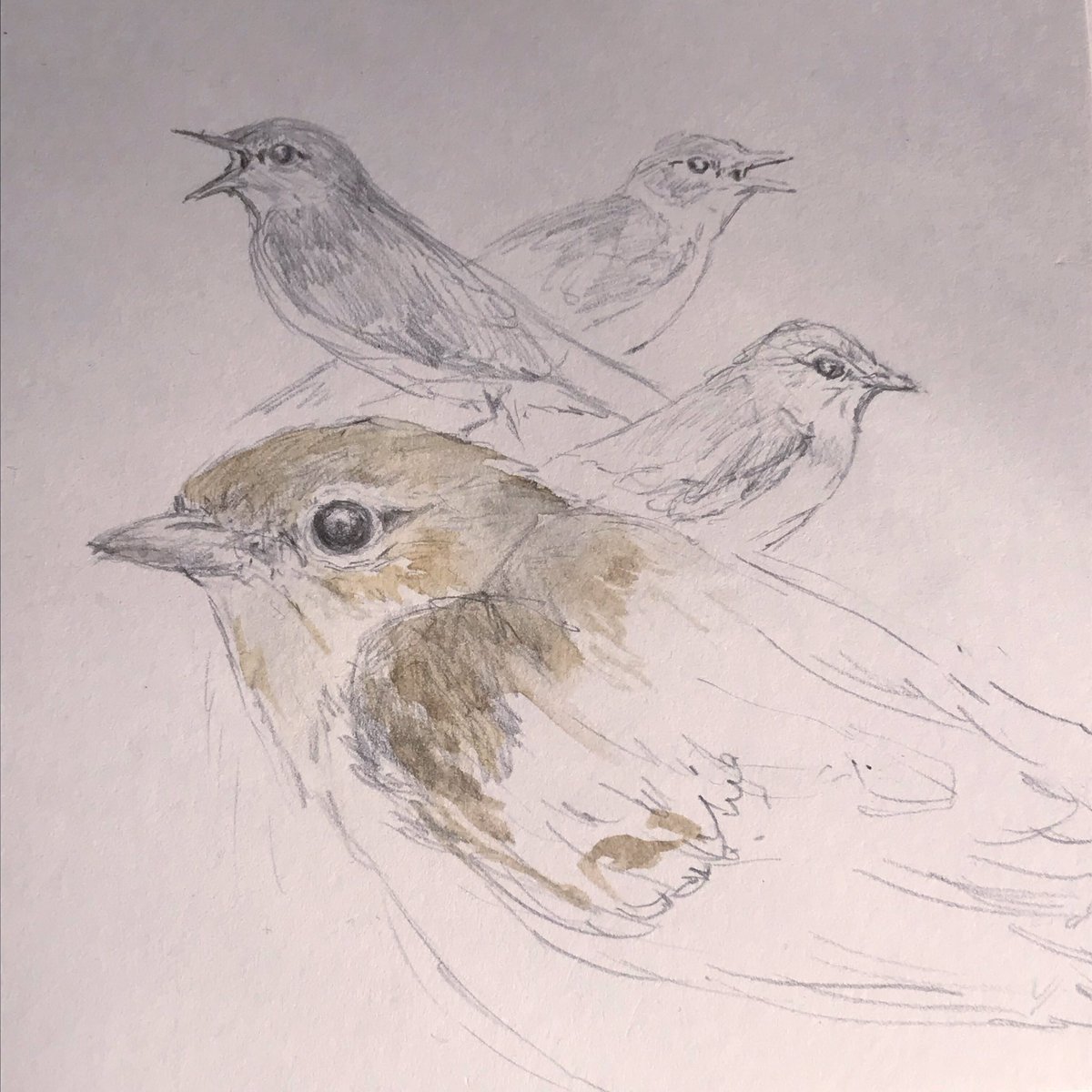 Ages ago I started my #thebirdsofthisfarm #sketchbook

I haven’t drawn any for months, having got over 50 species but as I’ve still got #birds to #draw I thought I’d better get on with it.

#yellowhammer and #gardenwarbler (who was tricky as they are so non descript!)