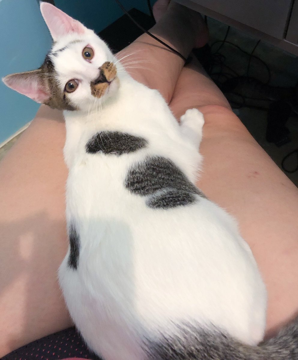 WA Pet Project tweet media