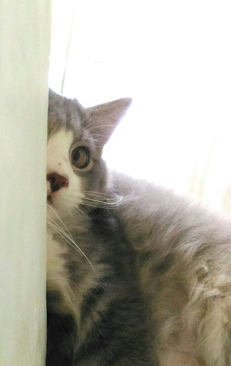 jefrycandra28's tweet photo. Ekspresi #Jack2 pas disuruh mandi.
😄😄😸 https://t.co/e2JT3MPszK
