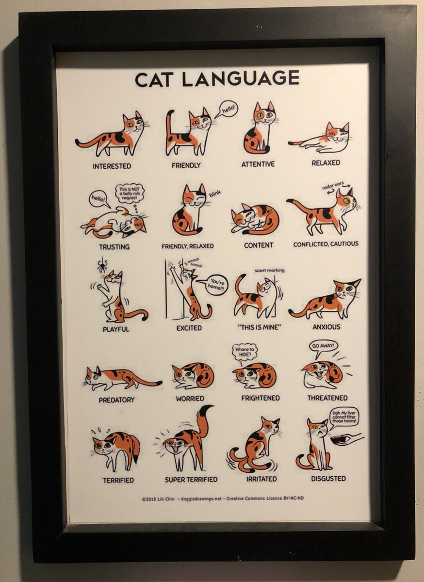MarialeBolivar6's tweet image. #CatLanguage 😻♥️