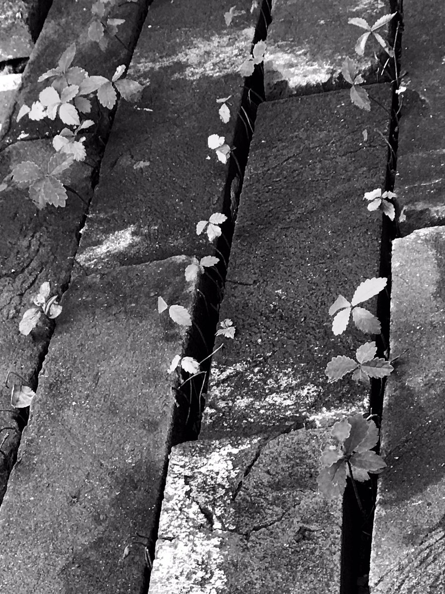 bobdawson56's tweet photo. From cracks come big trees @bobdawson56 https://t.co/ifMO2B4GVT