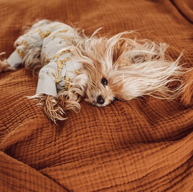williecute's tweet photo. Sleepytime Willie ⚡️ https://t.co/Z1NgS0h1Ct