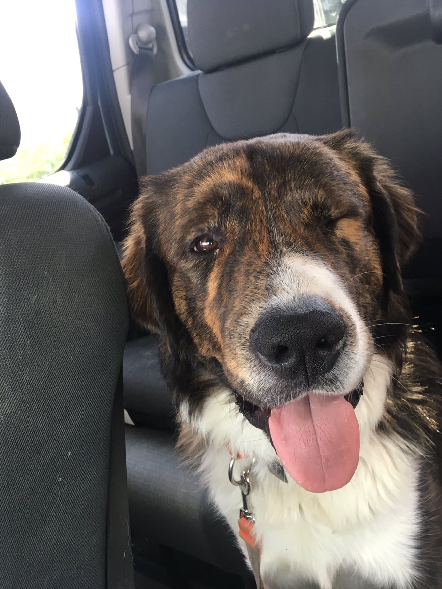 valciumd's tweet photo. I feel like I should apologize to those who follow me... because I, uh, don’t produce content. But, here’s a picture of my dog? #sorry #dog https://t.co/L0tP79dTpJ