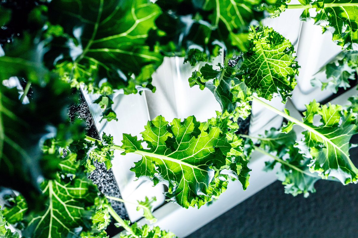 ModularFarmsAU's tweet image. At Modular Farms, we kale about the Earth and sustainable practices. 🌱 Try reducing your footprint by shopping local produce and supporting local farmers! 👨‍🌾 👩‍🌾 #ModularFarms #SupportLocal