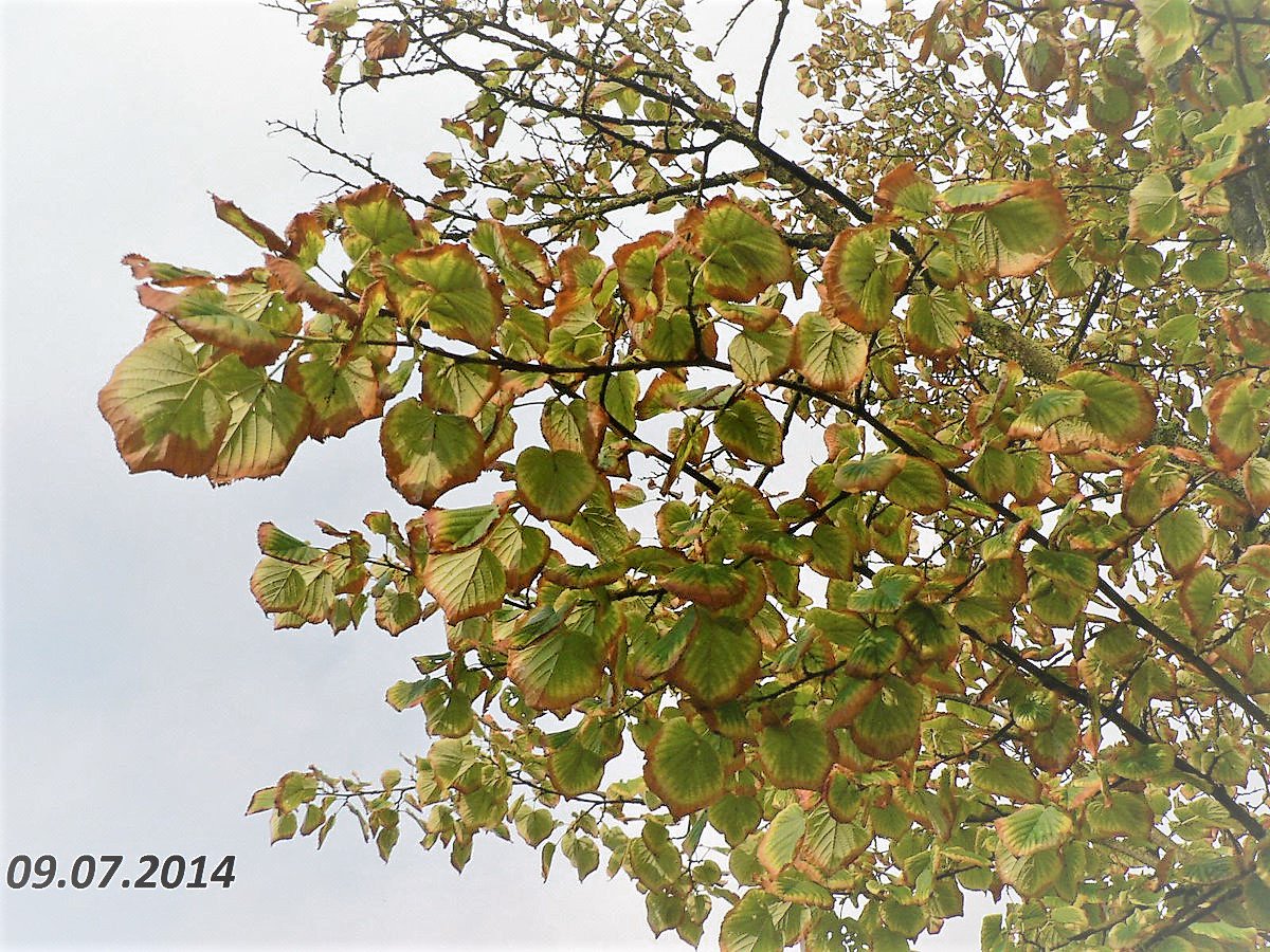 Saltytrees's tweet photo. @CITYGUIDEMUNICH Nach dem Katastrophenwinter 2012/2013 mit Gigatonnen #Streusalz auf unseren Straßen wurden sogar im Folgejahr die Blätter im Juni braun. Das Braunwerden vom Rand her (#Blattrandnekrosen) ist Symptom der #Chlorid-Vergiftung https://t.co/GZVjoI3vin
