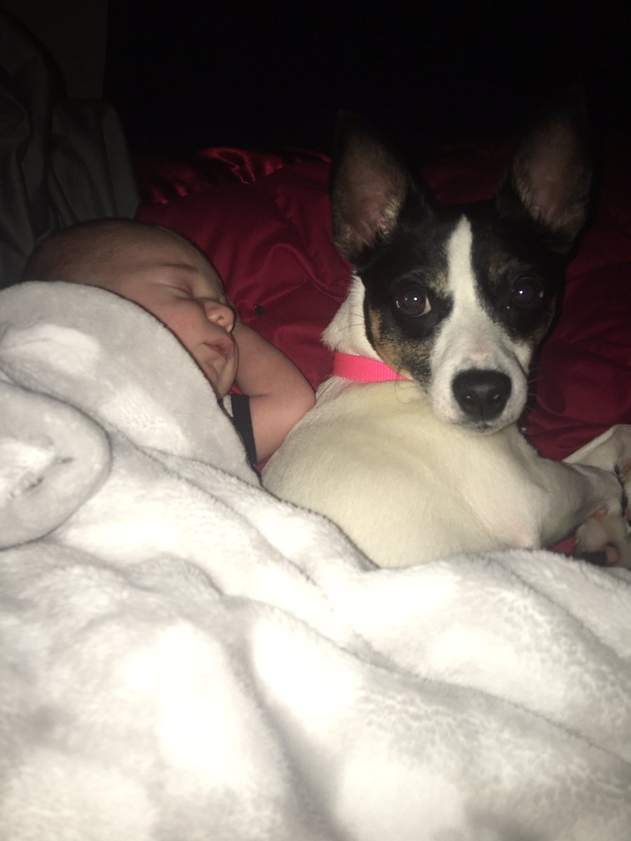Max_n_Ruby's tweet photo. These...these are the moments we live for...❤️👶🏻🐾
#ThisIsHowWeBond #FriendsForLife #MikeyAndRuby #SnugglesForDays #BabysBestFriend #DogsOfTwitter @LHVanhorn @IamchosenbyGod @wrestlejasmine @jolenelarden11 @Cindyh641 @Beatlemaniac201 @momofsonsandpup @Barclay_FTW @Gus_FTW #Ruby https://t.co/qilQMhjdnI