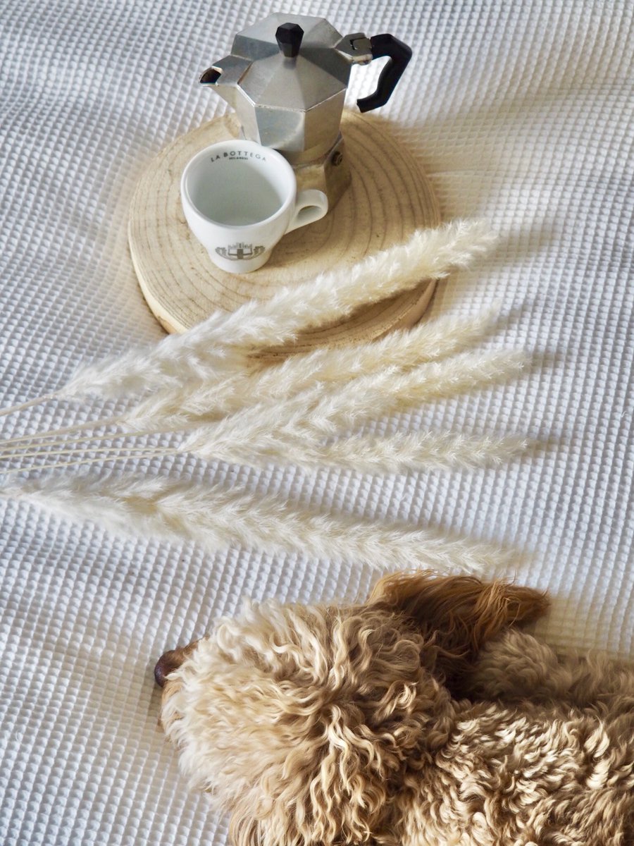 WhatDaHand's tweet photo. Is it time for coffee yet....#sundayvibes #coffee #☕️ https://t.co/or9haGFG7R
