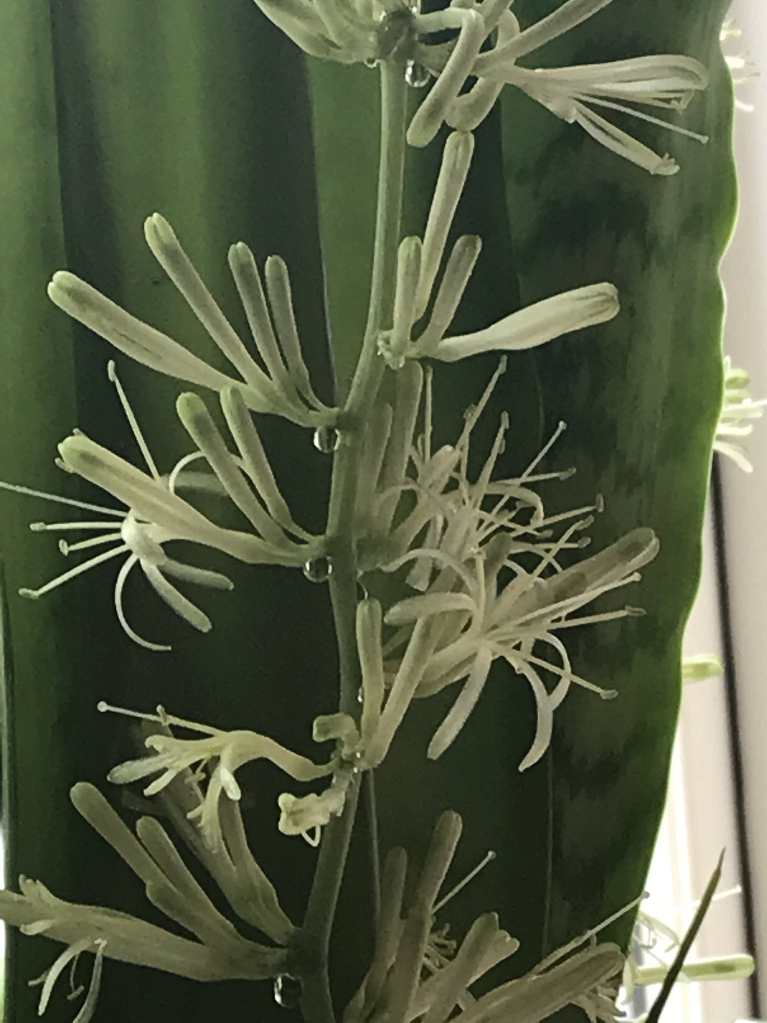 サンセベリアの花 Twitter Search Twitter