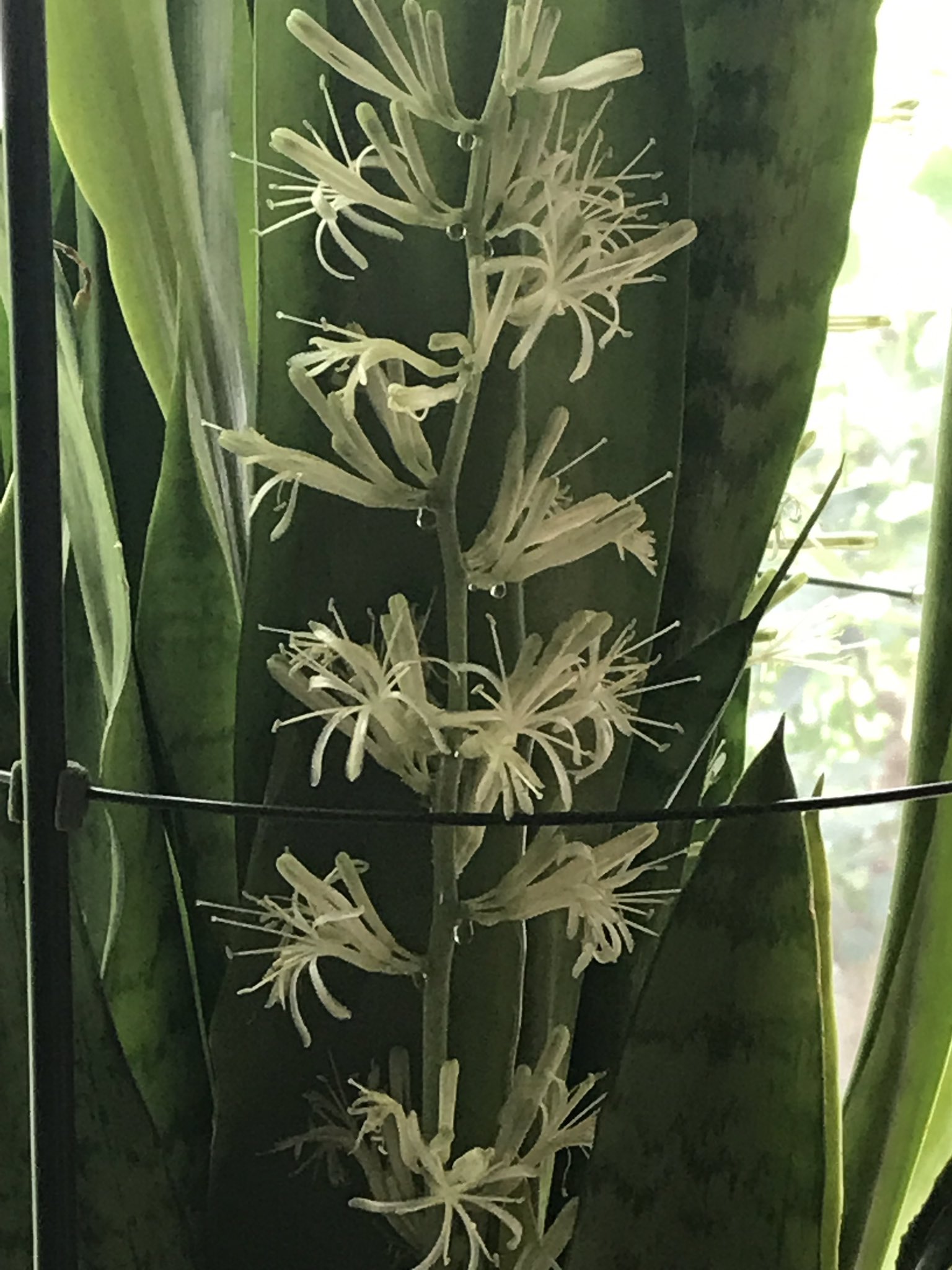 サンセベリアの花 Twitter Search Twitter