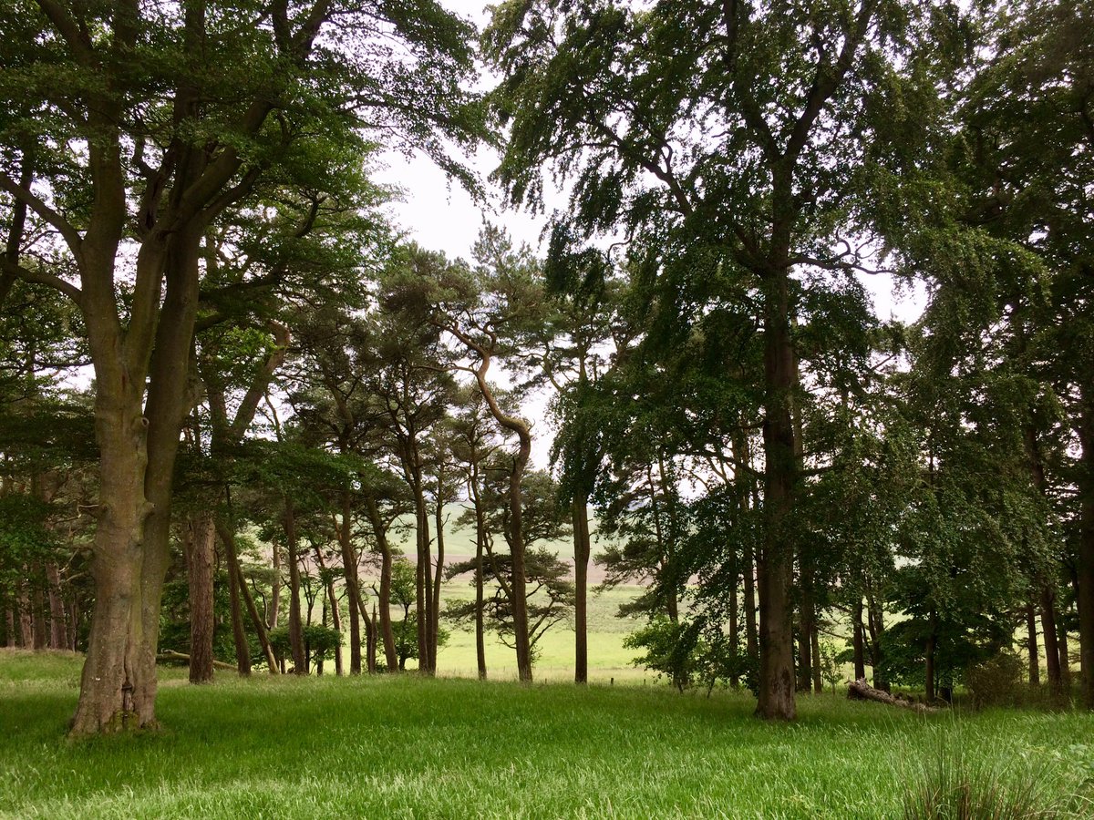0utdoorGirl's tweet photo. 'I took a walk in the woods and came out taller than the treesβ. Henry David Thoreau #30DaysWild #treefix https://t.co/9dlMv7KE6V