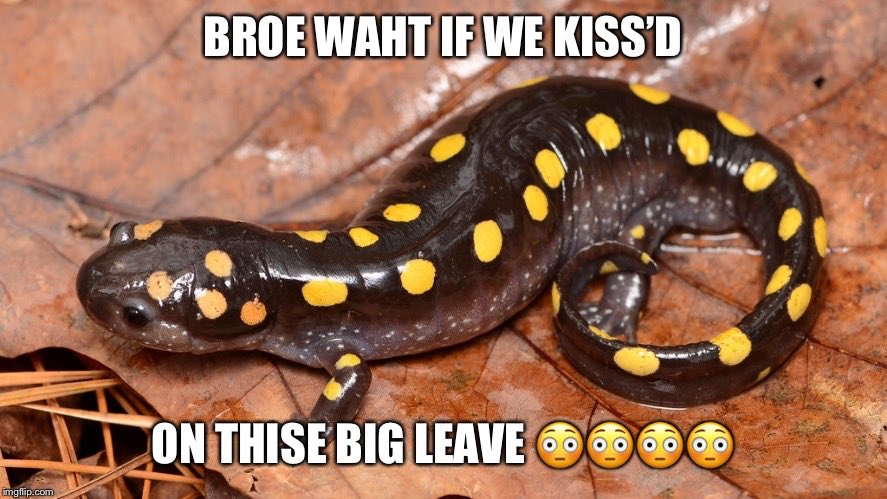 newt_time's tweet image. 