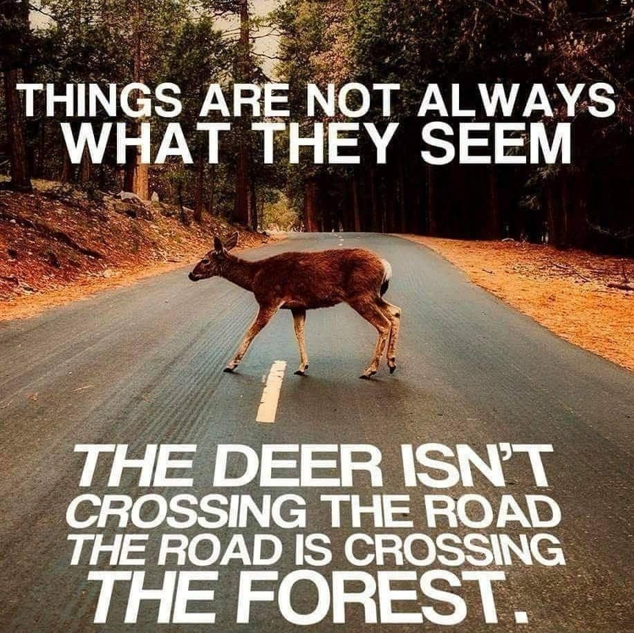 media786786's tweet photo. Things are not always 
what they seem,

The #deer isn't crossing 
the #road.
The #road is crossing 
the #forest.😊🤔

#ThinkPositive #SundayThoughts #ThinkBIGSundayWithMarsha https://t.co/5zENllLEKO