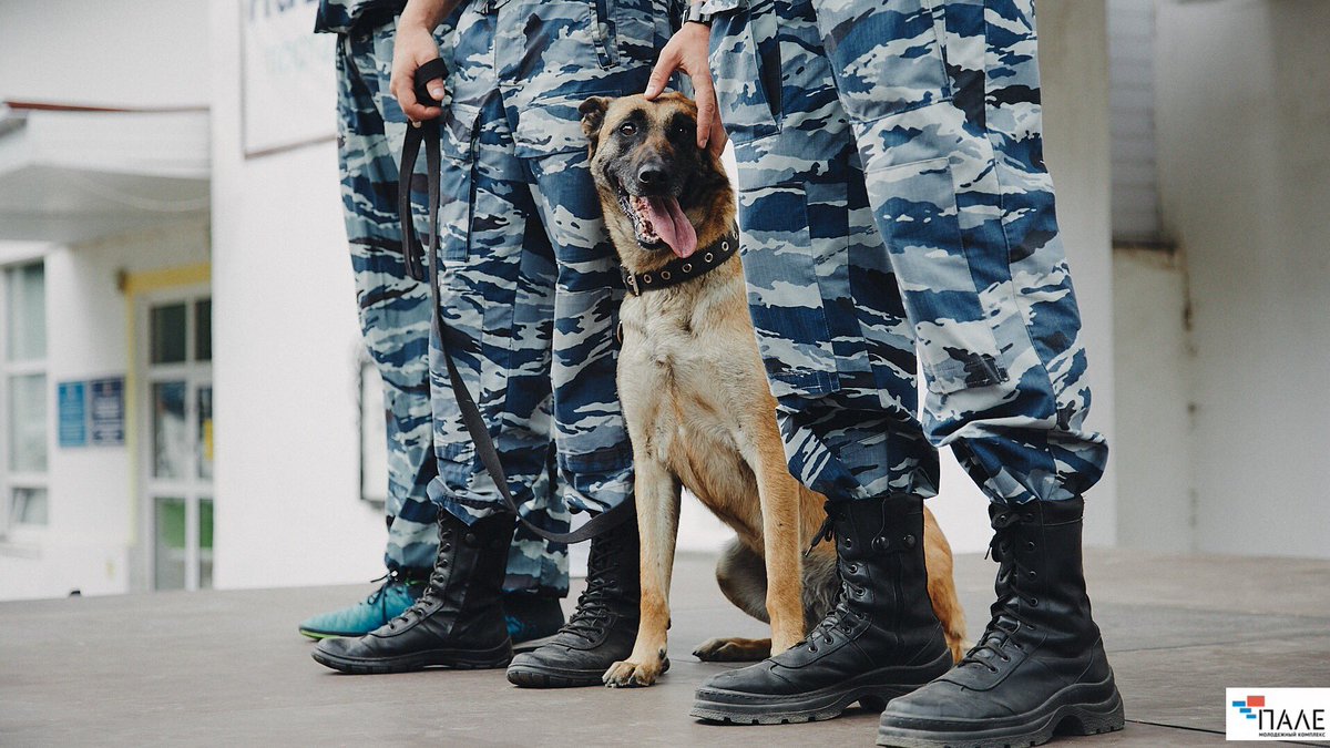 muzeypobedy's tweet image. Акцию #Фронтоваясобака провели в военно-историческом отделе Костромского музея-заповедника!  Детям из школы №7 рассказали о деятельности собак в годы #ВОВ, а сотрудники спецподразделения «Гром» и центра кинологической службы провели показательные выступления. #ТерриторияПобеды