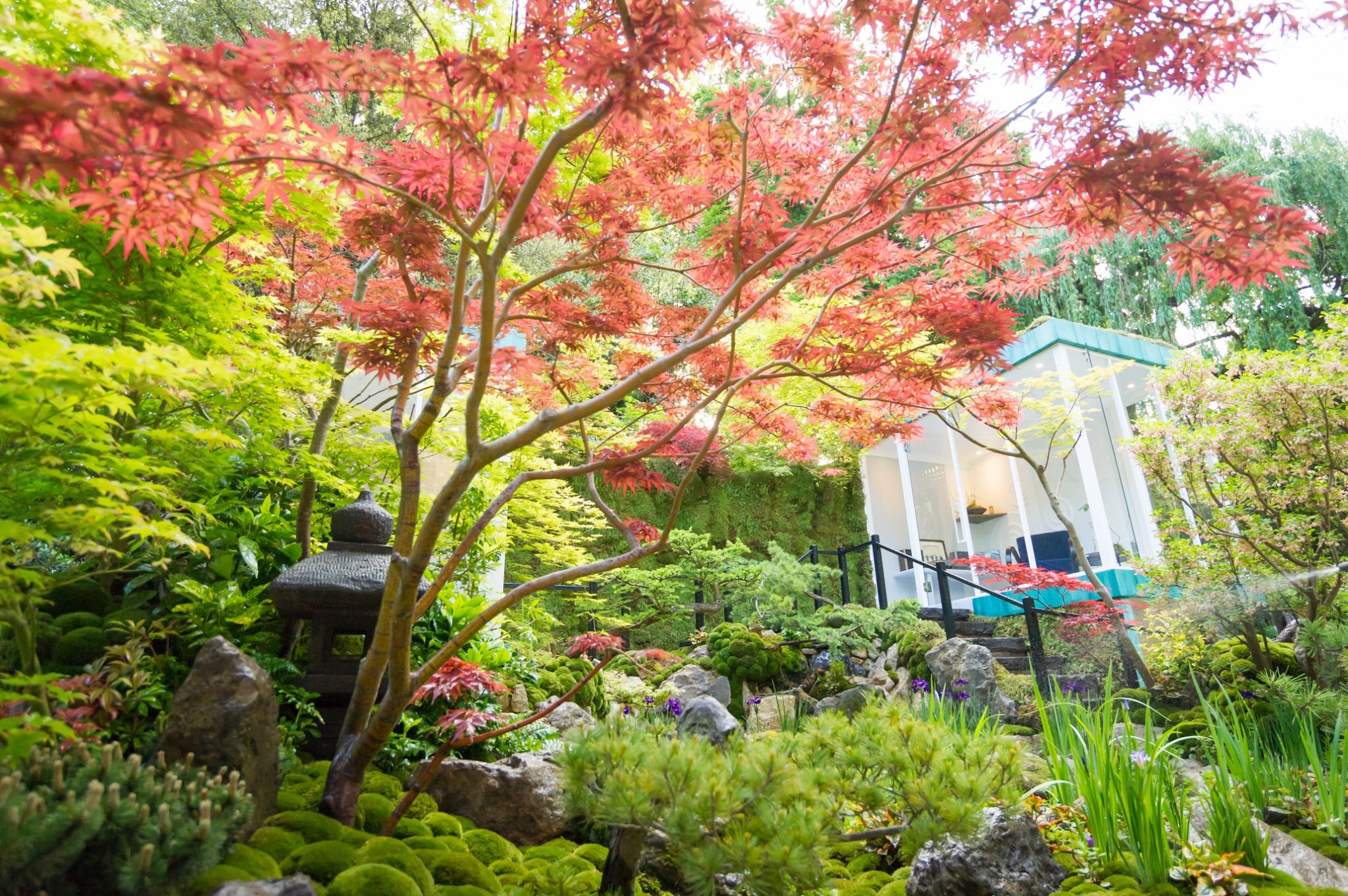 「秋人の庭」有明モミジ 石附※フローライト 秋人の庭」有明モミジ 石附※フローライト