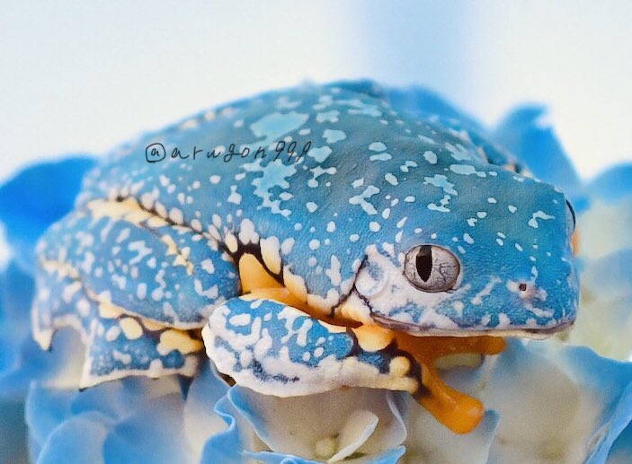 ケンランフリンジアマガエル 1匹での価格です。 ケンランフリンジアマガエル ４.5センチ前後 １匹での価格です