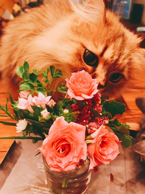 三度目のお花が届いた〜?
雨の日曜なのに!ありがたい!
忘れた頃に届くのいいなあ  家の中に生花があるのはやっぱりいいですね
おすすめです(猫の届かんところにすぐに移動させました?)

FLOWER|かわいいが届く、ずっと無料のお花便
https://t.co/3WfPYZ0dBw

招待コード:PHGQ
#flower_is 