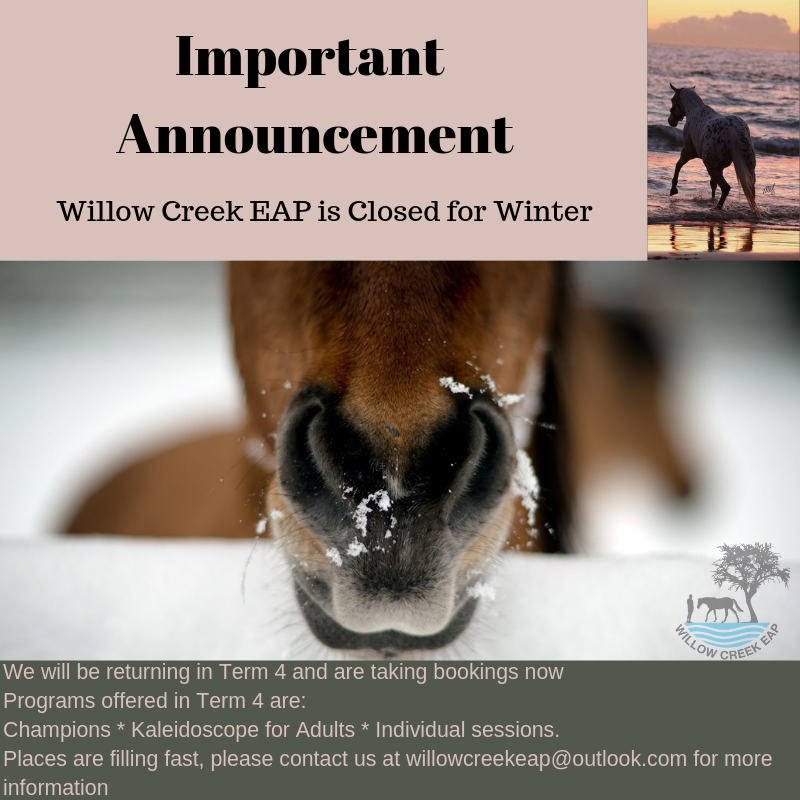willowcreekeap's tweet photo. #itscoldoutside #horsesonholiday #rugupandkeepwarm #bebacksoon #Horses4Healing #willowcreekeap #Horseshelpinghuman https://t.co/4gQYfIUwk8