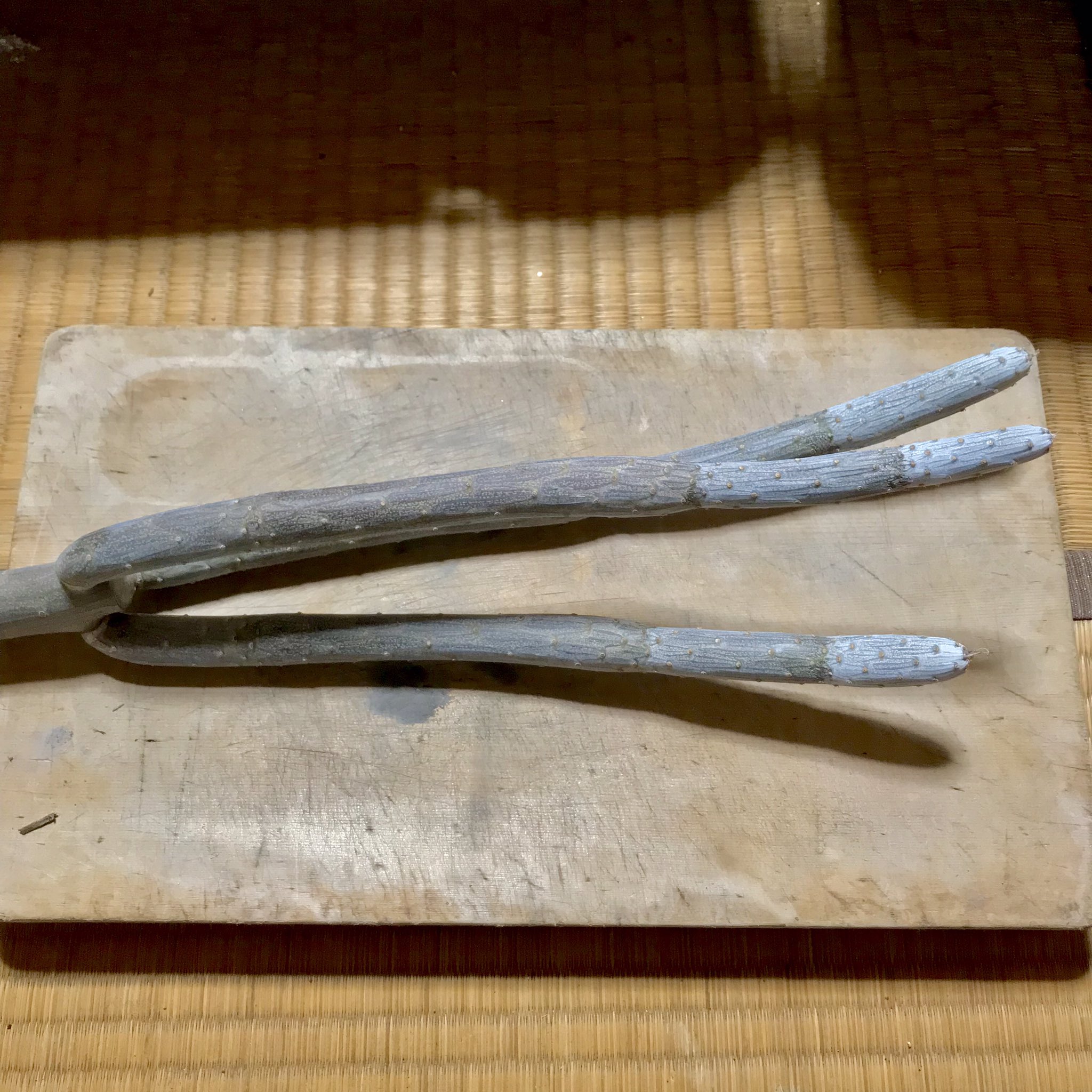 𓇟黒大根くん2 0 ビジネスとプログラミングの勉強 今日の家庭菜園 ガーデニング 6月に切断したセネシオ クレイニア モンキーツリー を挿し木しました ３枚目のセネシオ ペンデュルス Senecio Pendulus と ４枚目のコノフィツムにも水やり ٩