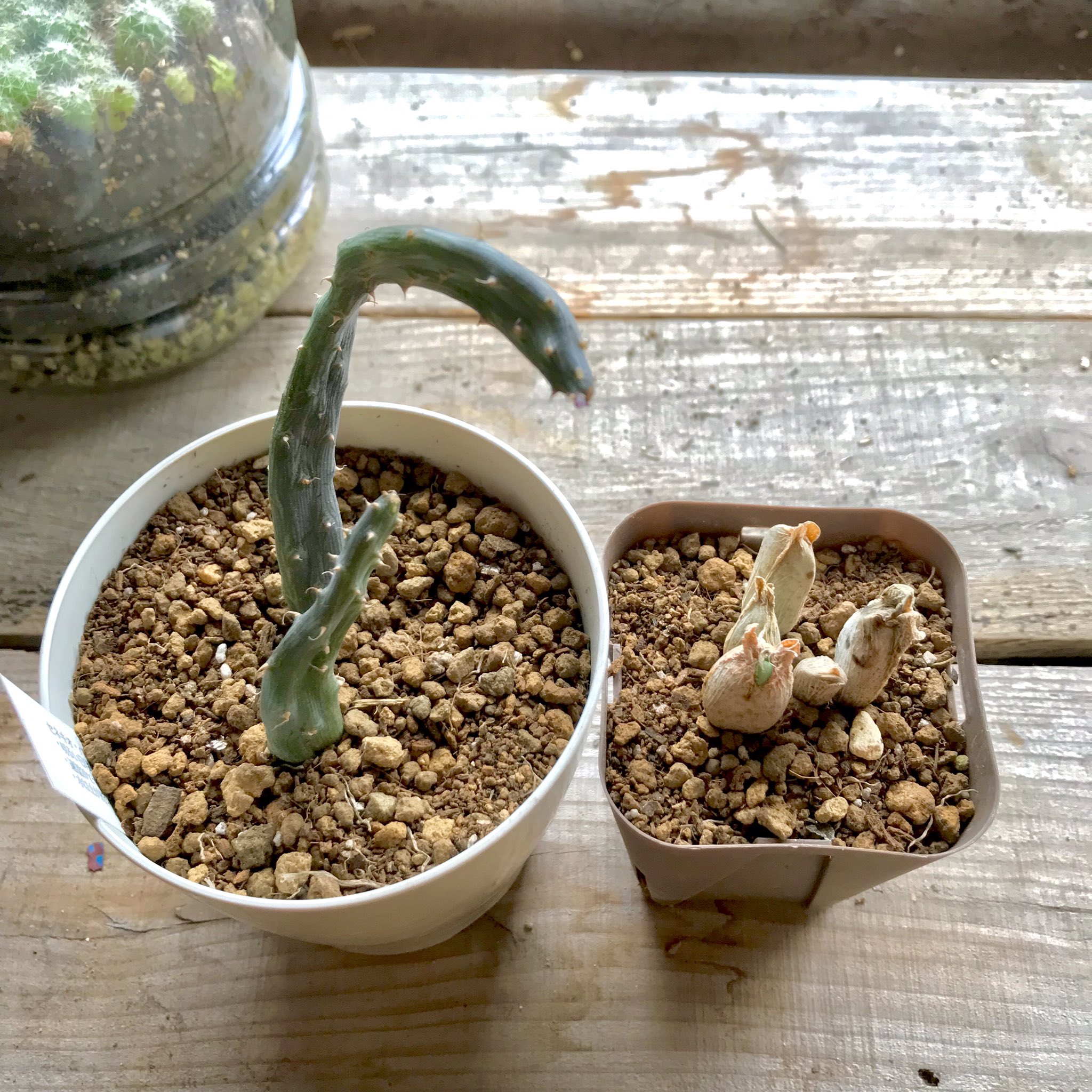 𓇟黒大根くん2 0 ビジネスとプログラミングの勉強 今日の家庭菜園 ガーデニング 6月に切断したセネシオ クレイニア モンキーツリー を挿し木しました ３枚目のセネシオ ペンデュルス Senecio Pendulus と ４枚目のコノフィツムにも水やり ٩