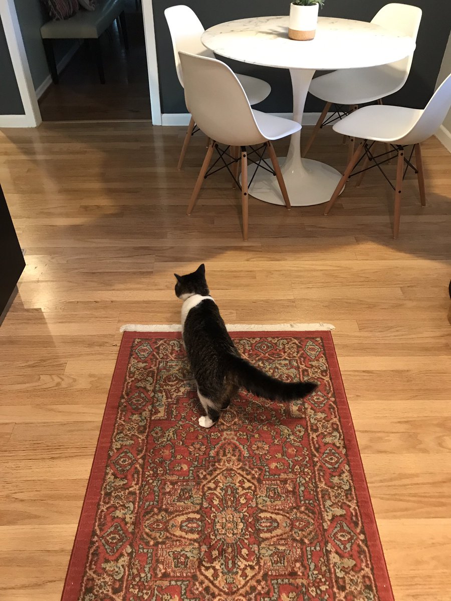 harrydiscovers's tweet photo. My friend Ellie! #friendsofharry @outofthekennel @gusdelacruz @PaulEM53 @SalMayDiscovers @spcaoftexas @OpKindness @LFHDallas https://t.co/35CS84PLUu