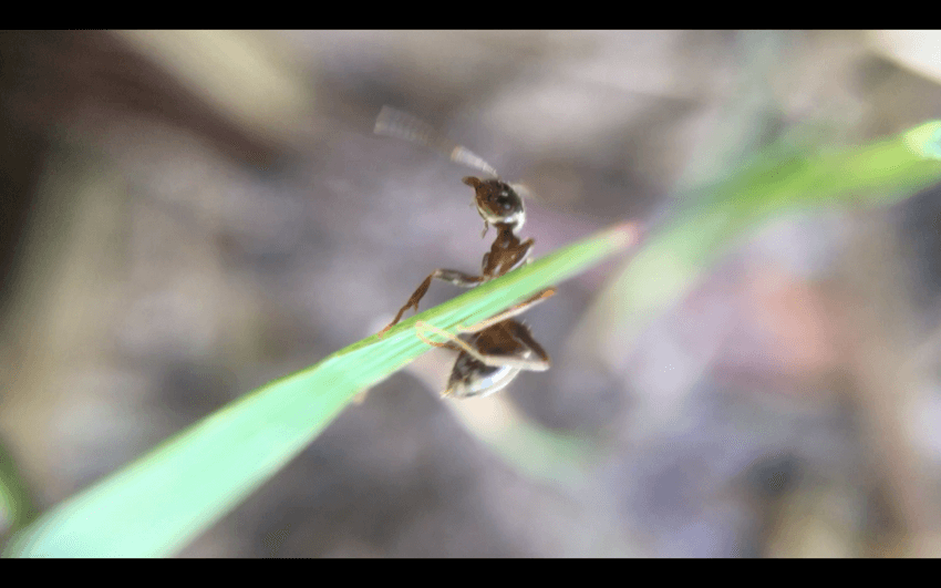 What's been happening <a href="/Fermynwoods/">Fermynwoods</a> in June?
Artists in Residence Owl Project have been spending time exploring the forest floor, lifting up logs and looking under stones to film ants going about their business... #ants WATCH : buff.ly/2RPTWed